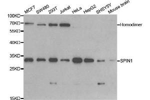 Western blot analysis of extracts of various cell lines, using SPIN1 antibody. (Spindlin 1 抗体)