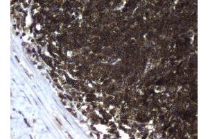 Image no. 2 for anti-Coiled-Coil Domain Containing 93 (CCDC93) (AA 293-631) antibody (ABIN1491348) (CCDC93 抗体  (AA 293-631))