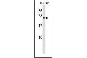 Western blot analysis of Gamma-crystallin B Antibody  in HepG2 cell line lysates (35ug/lane). (CRYGB 抗体  (Middle Region))