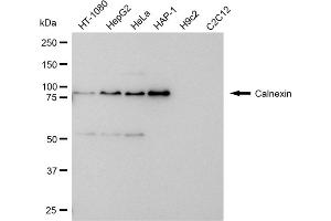 Western blotting analysis using Calnexin antibody (ABIN7797845). (Recombinant Calnexin 抗体)