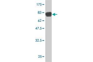 Western Blotting (WB) image for anti-serine/threonine Kinase 33 (STK33) (AA 1-514) antibody (ABIN566312)