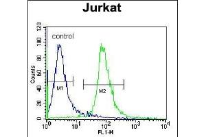 RSBN1 Antibody (N-term) (ABIN655484 and ABIN2845005) flow cytometric analysis of Jurkat cells (right histogram) compared to a negative control cell (left histogram). (RSBN1 抗体  (N-Term))