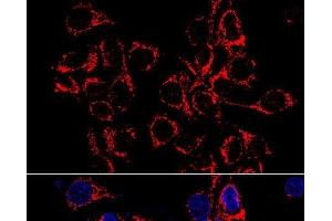 Immunofluorescence (IF) image for anti-ATP Synthase, H+ Transporting, Mitochondrial F1 Complex, alpha Subunit 1, Cardiac Muscle (ATP5A1) antibody (ABIN7010884)