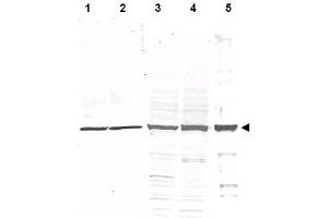 Image no. 1 for anti-Tubulin, alpha 1B (TUBA1B) (AA 427-441) antibody (ABIN401310) (TUBA1B 抗体  (AA 427-441))