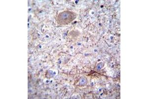 Immunohistochemistry analysis in formalin-fixed, paraffin-embedded human brain tissue using PCDHA7 Antibody , followed by peroxidase conjugation of the secondary antibody and DAB staining. (PCDHA7 抗体  (Middle Region))