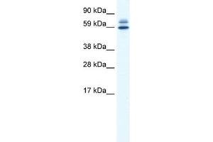 ZBTB38 antibody used at 0. (ZBTB38 抗体  (N-Term))