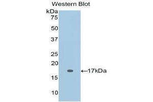 Western Blotting (WB) image for anti-Interleukin 2 (IL2) (AA 21-153) antibody (ABIN3209451) (IL-2 抗体  (AA 21-153))