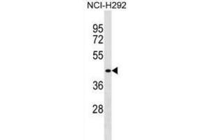 Western Blotting (WB) image for anti-D4, Zinc and Double PHD Fingers Family 1 (DPF1) antibody (ABIN2999523) (DPF1 抗体)