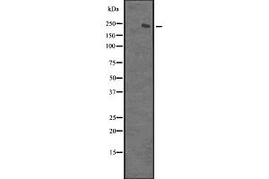 Western blot analysis of XRN1 expression in Hela cell lysate,The lane on the left is treated with the antigen-specific peptide. (XRN1 抗体  (N-Term))