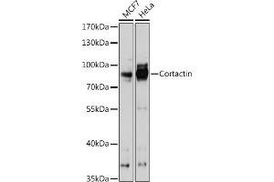 Western blot analysis of extracts of various cell lines, using Cortactin antibody  at 1:1000 dilution. (Cortactin 抗体  (AA 1-200))