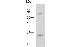Western blot analysis of 293T cell lysate using PHPT1 Polyclonal Antibody at dilution of 1:800 (PHPT1 抗体)