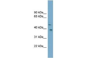 Western Blotting (WB) image for anti-Sparc/osteonectin, Cwcv and Kazal-Like Domains Proteoglycan (Testican) 3 (SPOCK3) (Middle Region) antibody (ABIN2782069)