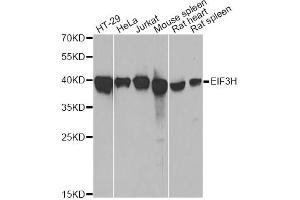 Western blot analysis of extracts of various cell lines, using EIF3H antibody. (EIF3H 抗体)