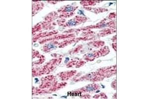 Formalin-fixed and paraffin-embedded human Heart tissue reacted with ACO2 Antibody (Center) (ABIN388648 and ABIN2838363) , which was peroxidase-conjugated to the secondary antibody, followed by AEC staining. (ACO2 抗体  (AA 438-467))