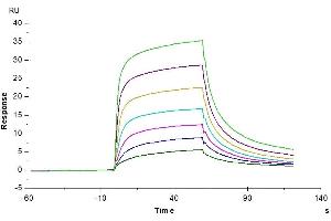 Surface Plasmon Resonance (SPR) image for Albumin (ALB) (AA 25-608) protein (His tag) (ABIN7273985)