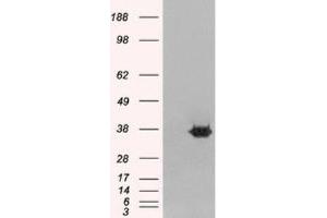 Western Blotting (WB) image for anti-Mortality Factor 4 Like 2 (MORF4L2) (N-Term) antibody (ABIN2465250) (MORF4L2 抗体  (N-Term))