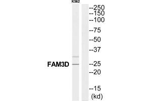 Western Blotting (WB) image for anti-Family with Sequence Similarity 3, Member D (FAM3D) (C-Term) antibody (ABIN1852792) (FAM3D 抗体  (C-Term))