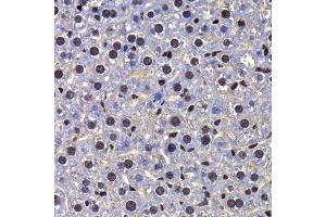Immunohistochemistry of paraffin-embedded mouse liver using FIP1L1 antibody. (FIP1L1 抗体  (AA 1-300))