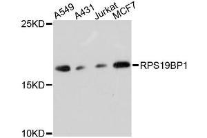 Western blot analysis of extracts of various cell lines, using RPS19BP1 antibody.