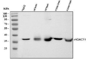 Western blot analysis of HDAC11 using anti-HDAC11 antibody (ABIN3043840). (HDAC11 抗体  (N-Term))