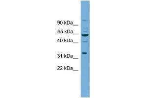 WB Suggested Anti-WNT8B Antibody Titration: 0. (WNT8B 抗体  (N-Term))