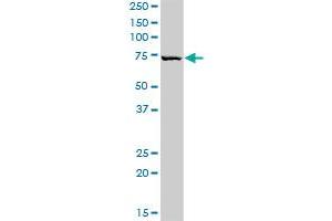 HAL MaxPab rabbit polyclonal antibody. (HAL 抗体  (AA 1-657))