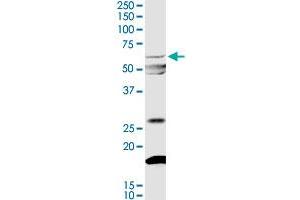 MYOC MaxPab rabbit polyclonal antibody. (MYOC 抗体  (AA 1-504))