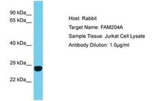 Image no. 1 for anti-Family with Sequence Similarity 204, Member A (FAM204A) (AA 27-76) antibody (ABIN6750654) (FAM204A 抗体  (AA 27-76))