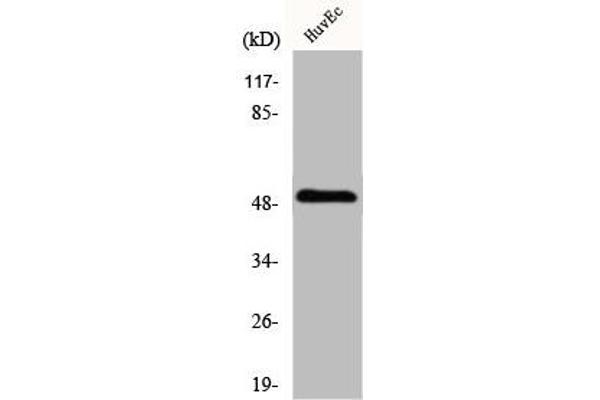 ITPKA 抗体  (C-Term)
