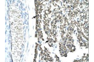 Image no. 1 for anti-Mortality Factor 4 Like 1 (MORF4L1) (AA 251-295) antibody (ABIN202346) (MORF4L1 抗体  (AA 251-295))