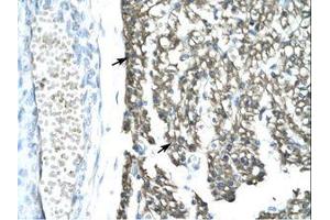Image no. 1 for anti-Mortality Factor 4 Like 1 (MORF4L1) (AA 251-295) antibody (ABIN202346)