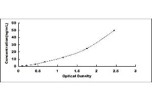 Laminin, gamma 3 (LAMC3) ELISA Kit