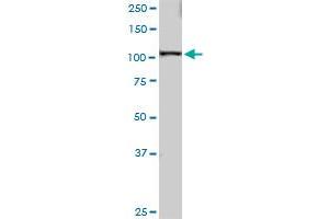SART1 MaxPab polyclonal antibody. (SART1 抗体  (AA 1-800))