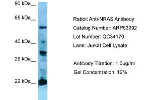 Western Blotting (WB) image for anti-GTPase NRas (NRAS) (Middle Region) antibody (ABIN971288) (GTPase NRas 抗体  (Middle Region))