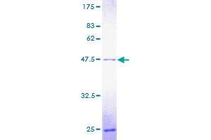 POLE3 Protein (AA 1-147) (GST tag)