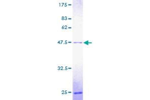 POLE3 Protein (AA 1-147) (GST tag)