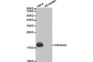 Western blot analysis of extracts of HeLa cell line and H3 protein expressed in E. (Histone 3 抗体  (H3K4me3))