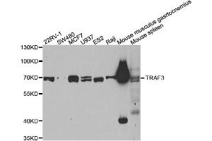 Western blot analysis of extracts of various cell lines, using TRAF3 antibody. (TRAF3 抗体)