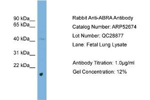 WB Suggested Anti-ABRA  Antibody Titration: 0. (ABRA 抗体  (Middle Region))