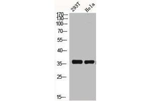 Western Blot analysis of HELA 293T cells using BRAF35 Polyclonal Antibody (HMGB2 抗体  (N-Term))