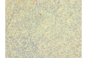 Immunohistochemistry of paraffin-embedded human tonsil tissue using ABIN7167504 at dilution of 1:100 (PTPRJ 抗体  (AA 140-370))