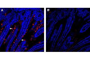 Expression of GLUT8 in mouse small intestine.