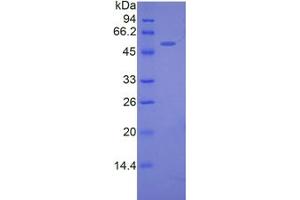 SDS-PAGE analysis of Mouse FKBP5 Protein. (FKBP5 蛋白)