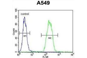 Flow cytometric analysis of A549 cells (right histogram) compared to a negative control cell (left histogram) using Sorting nexin-24 (SNX24)  Antibody (N-term), followed by FITC-conjugated goat-anti-rabbit secondary antibodies. (SNX24 抗体  (N-Term))