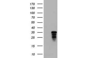 Image no. 1 for anti-Jun Proto-Oncogene (JUN) antibody (ABIN1498938) (C-JUN 抗体)