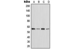 Western blot analysis of MST2 expression in HeLa (A), Raw264.