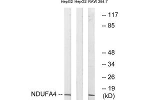 Western blot analysis of extracts from HepG2 cells and RAW264. (NDUFA4 抗体  (C-Term))