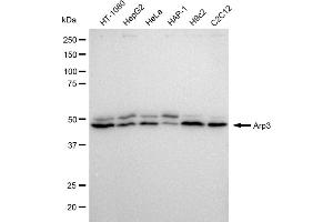 Western blotting analysis using Arp3 antibody (ABIN7797604).