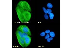 Immunofluorescence (IF) image for anti-Arachidonate 5-Lipoxygenase-Activating Protein (ALOX5AP) (C-Term) antibody (ABIN185249)