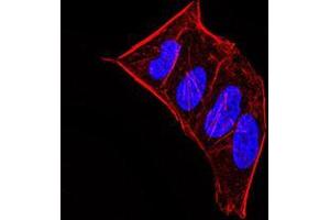 Immunofluorescence (IF) image for anti-Chromobox Homolog 5 (CBX5) (AA 1-191) antibody (ABIN5542711)